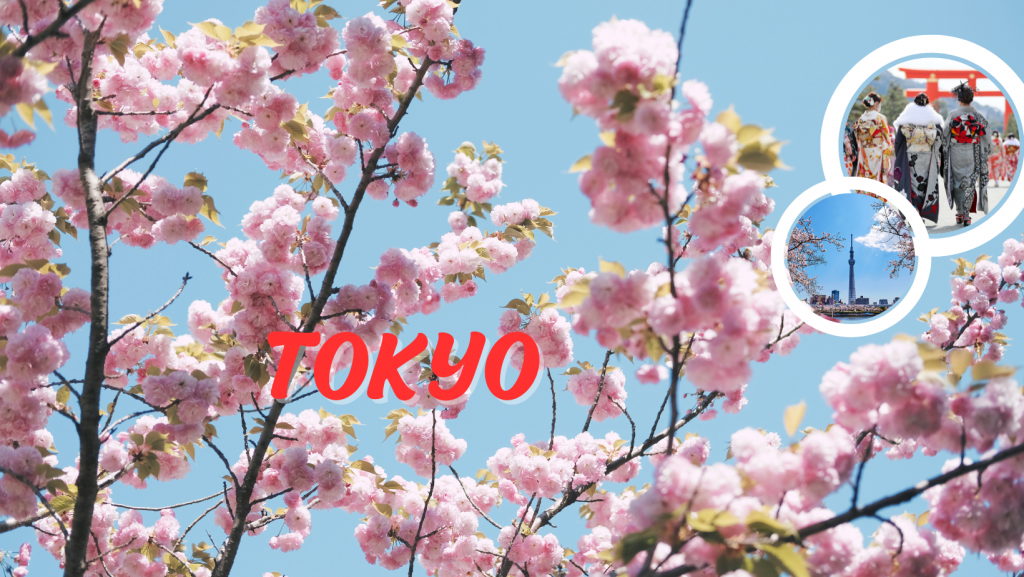 Des cerisiers en fleurs devant le mont Fuji